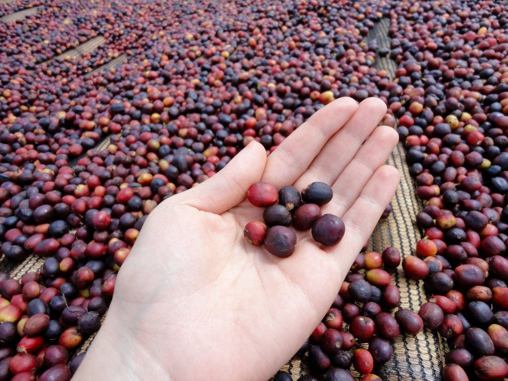 Cold Swim Treat - Espresso - Céleste
