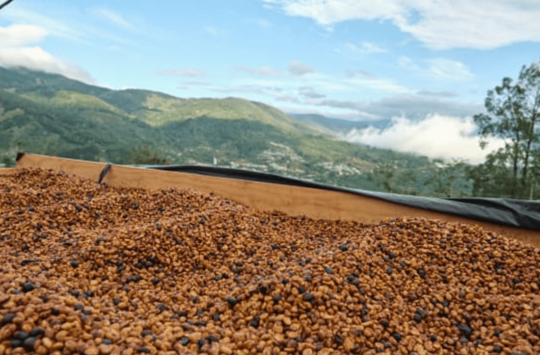 Honey B - Filtre - Céleste