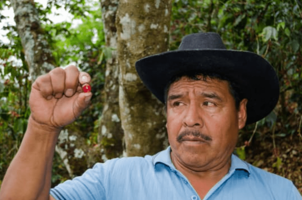 Amber Shot - Espresso - Céleste