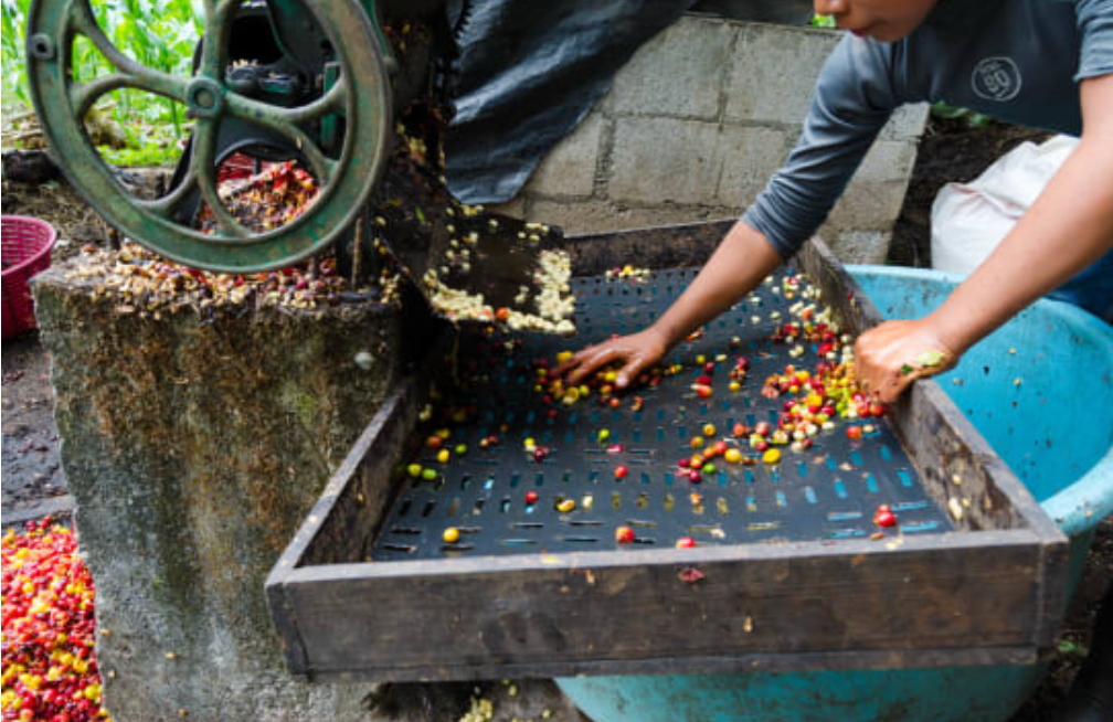 Amber Shot - Espresso - Céleste