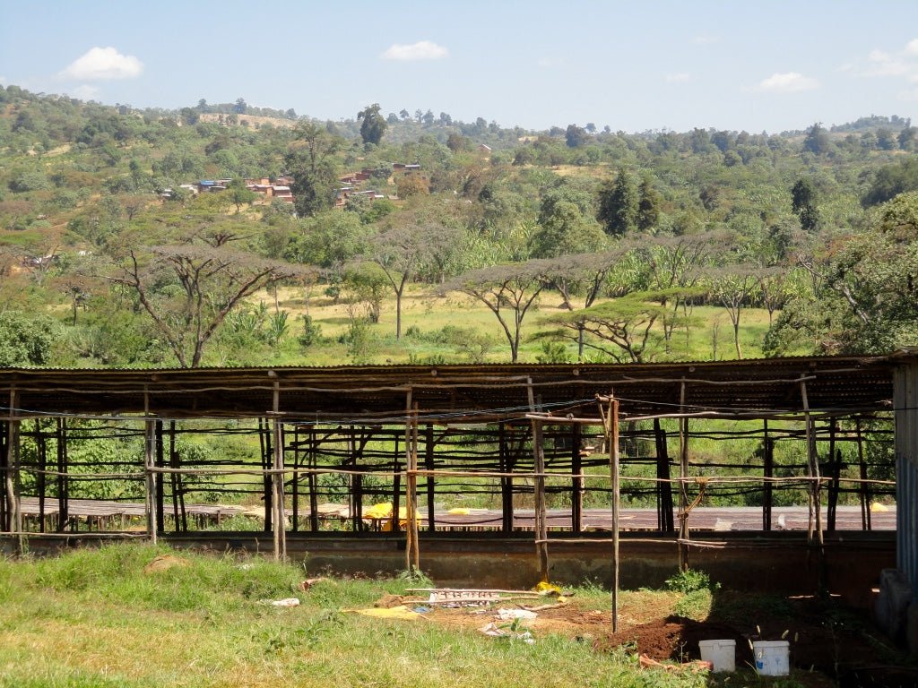 Cold Swim Treat - Espresso - Céleste