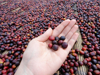 Cold Swim Treat - Espresso - Céleste