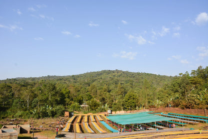 Jasmine Whisper - Espresso - Céleste