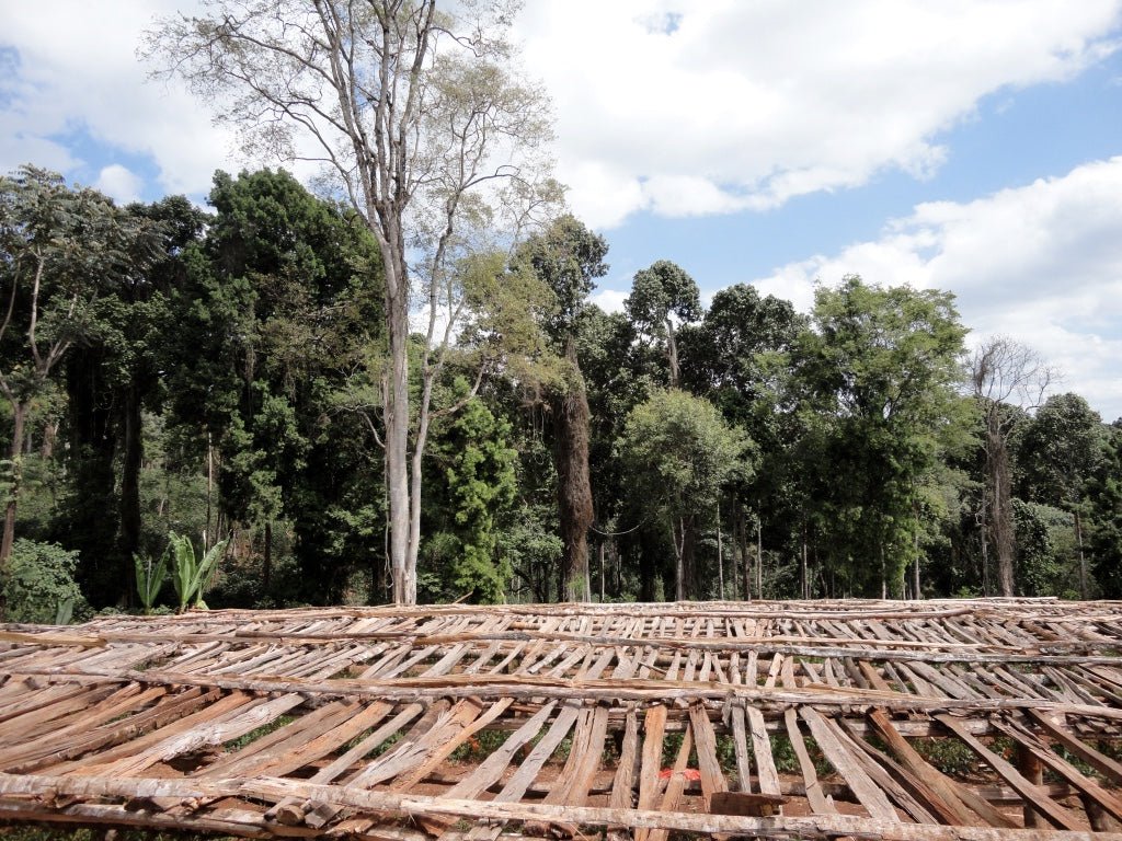 Jasmine Whisper - Espresso - Céleste