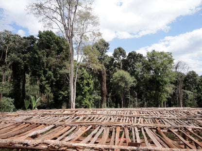 Jasmine Whisper - Espresso - Céleste