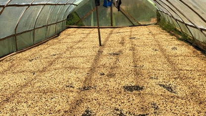 Ritournelle - Espresso - Céleste