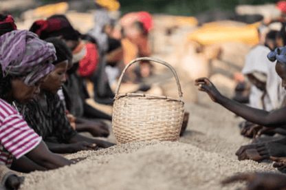 Sweet Petal - Filtre - Céleste