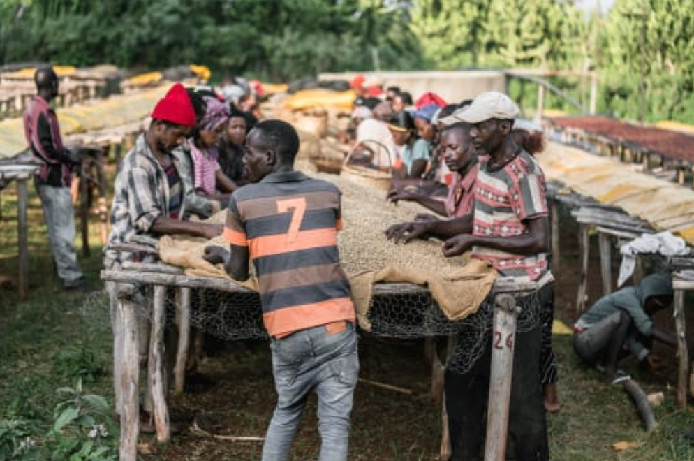 Sweet Petal - Filtre - Céleste