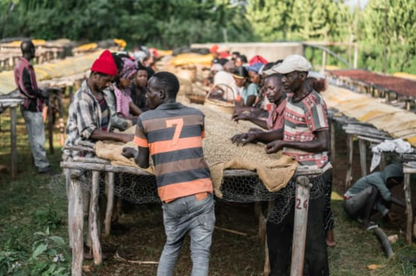 Sweet Petal - Filtre - Céleste